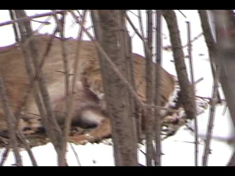 2 Deer for Meat WITHOUT Hunting! How?