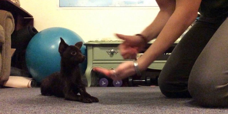 Deaf Puppy Practicing Sign Language