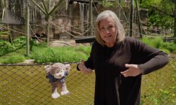 Learning about Animals in ASL